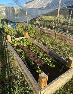Raised outdoor beds at Bison Prairie Farms